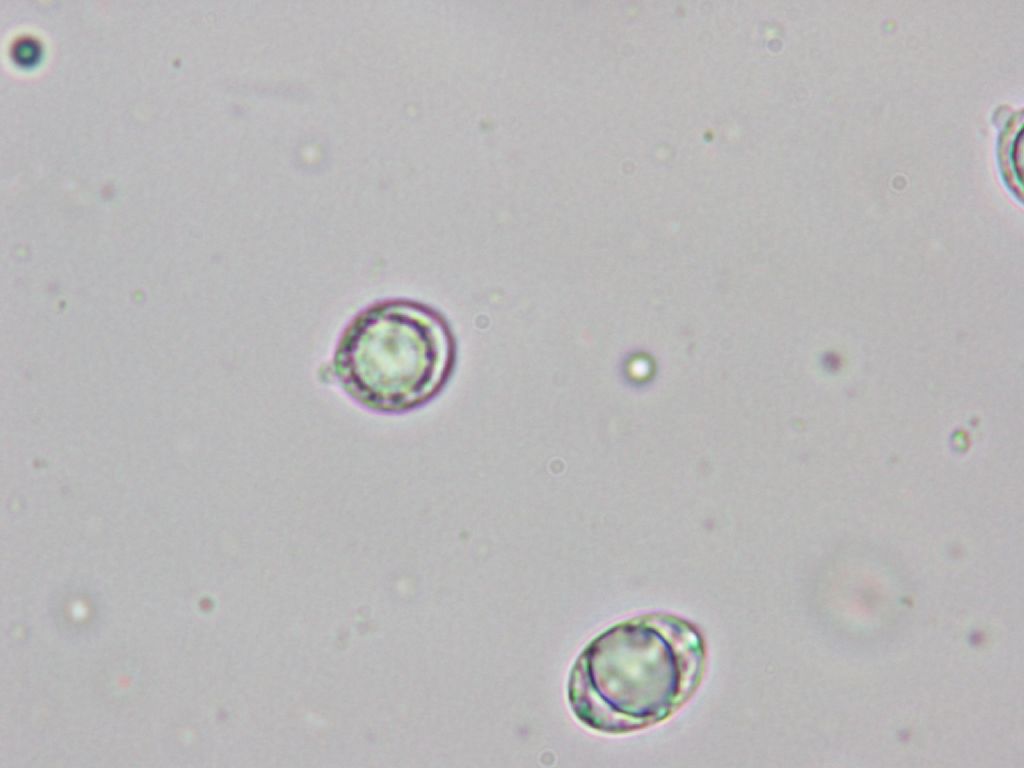 Indagine microscopica n2